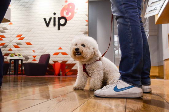 pet_friendly_vip_mobile